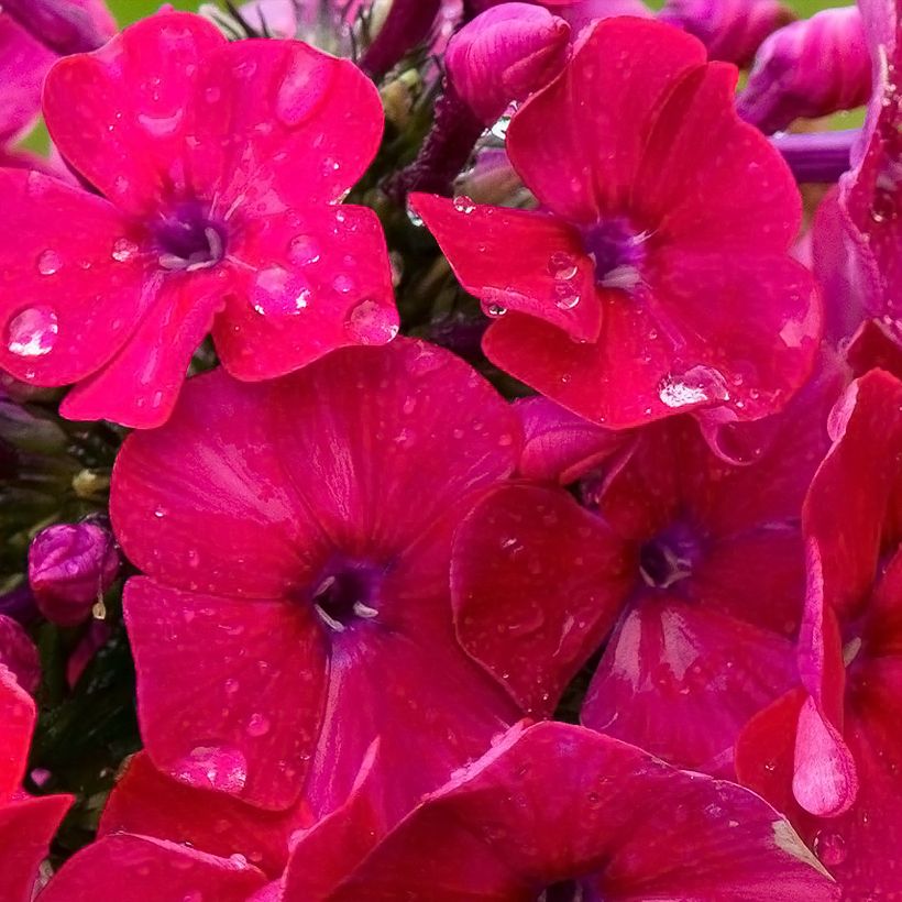 Phlox paniculata Younique Red (Floraison)