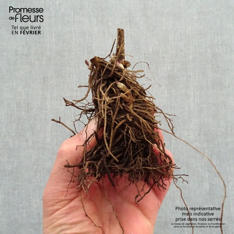 Spécimen de Phlox paniculata Younique Red - racines nues tel que livré en hiver