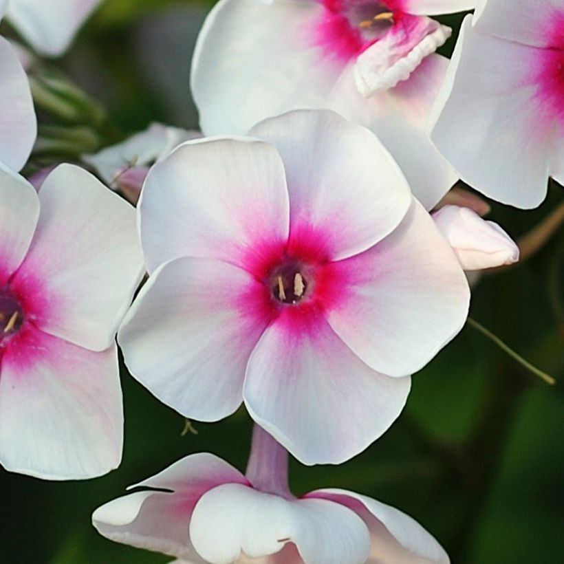 Phlox paniculata Younique Trendy (Floraison)