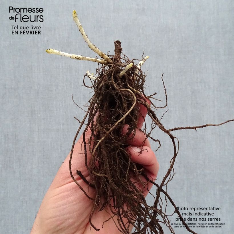 Spécimen de Phlox paniculata Younique Trendy - racines nues tel que livré en hiver