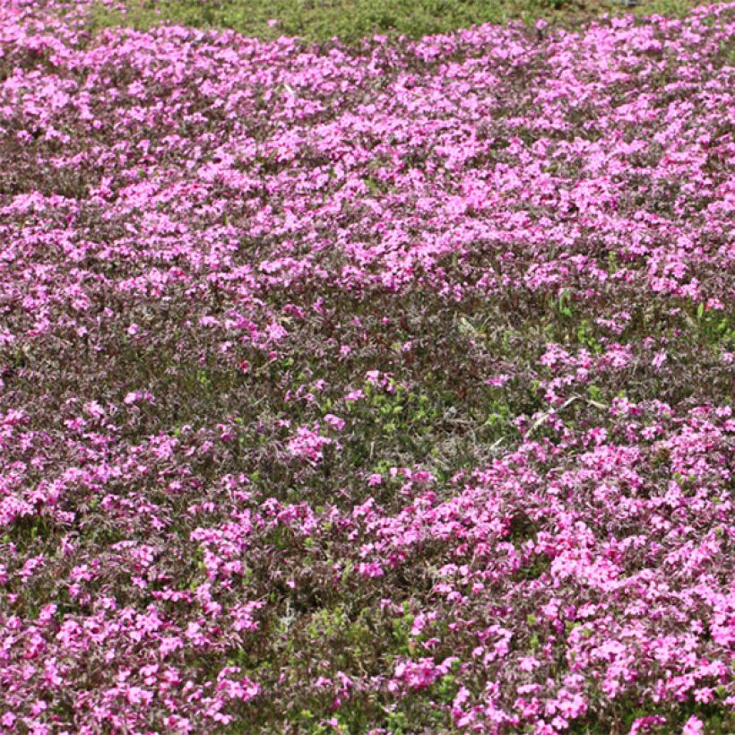 Phlox stolonifera Home Fires - Phlox rampant (Floraison)