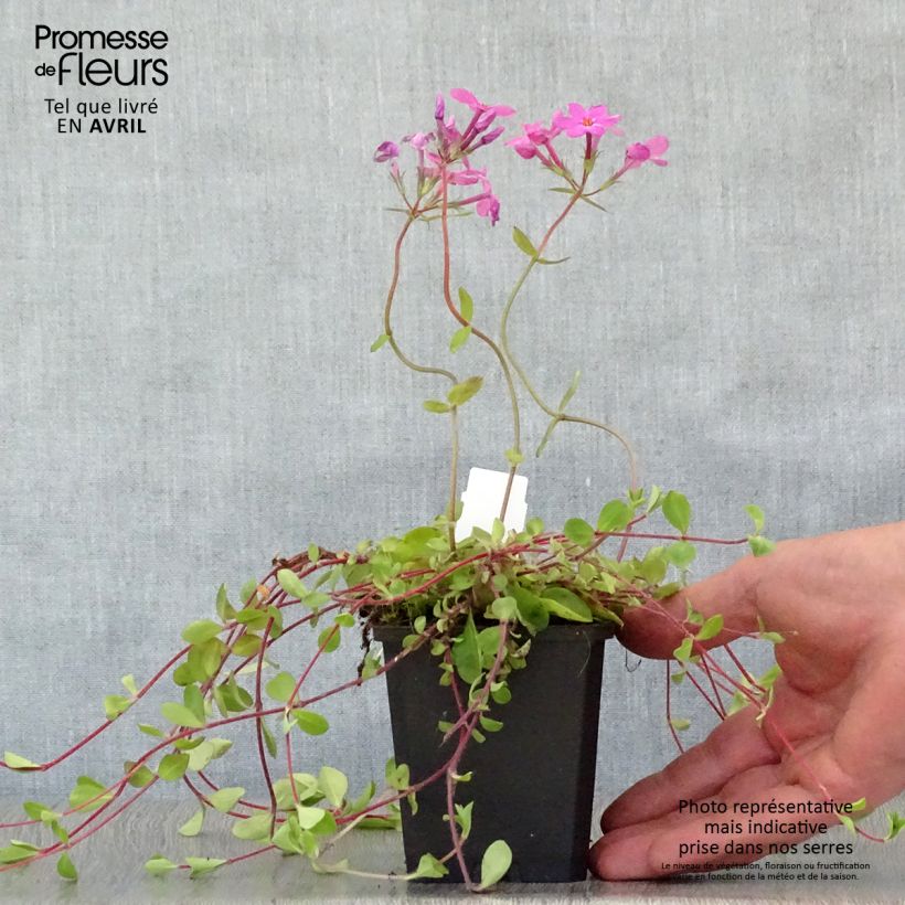 Spécimen de Phlox stolonifera Home Fires - Phlox rampant Godet de 9cm tel que livré au printemps
