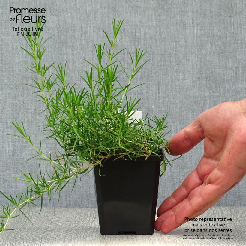 Spécimen de Phlox subulata Emerald Cushion Blue - Phlox mousse bleu clair Godet de 8/9 cm tel que livré en été