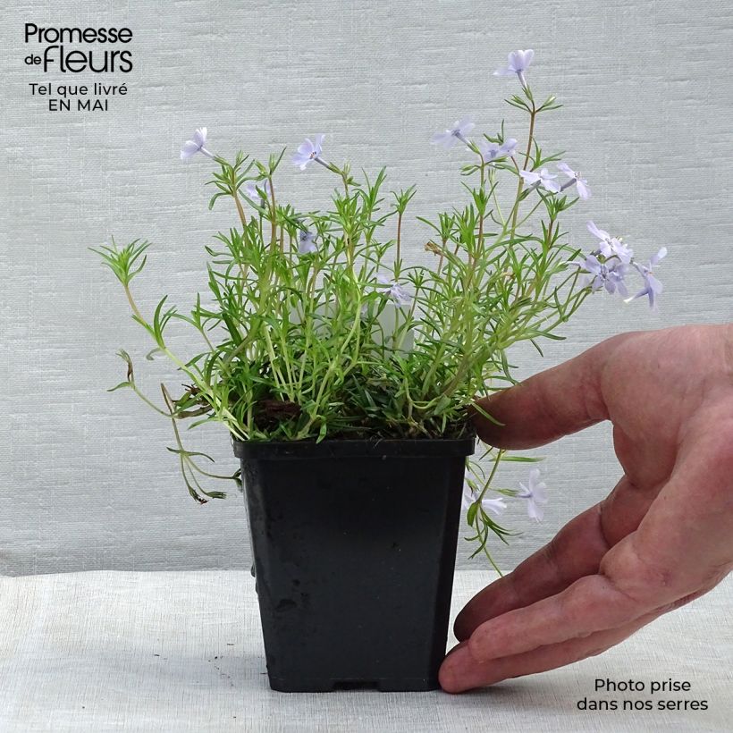 Spécimen de Phlox subulata Emerald Cushion Blue - Phlox mousse bleu clair en godet de 9 cm tel que livré au printemps