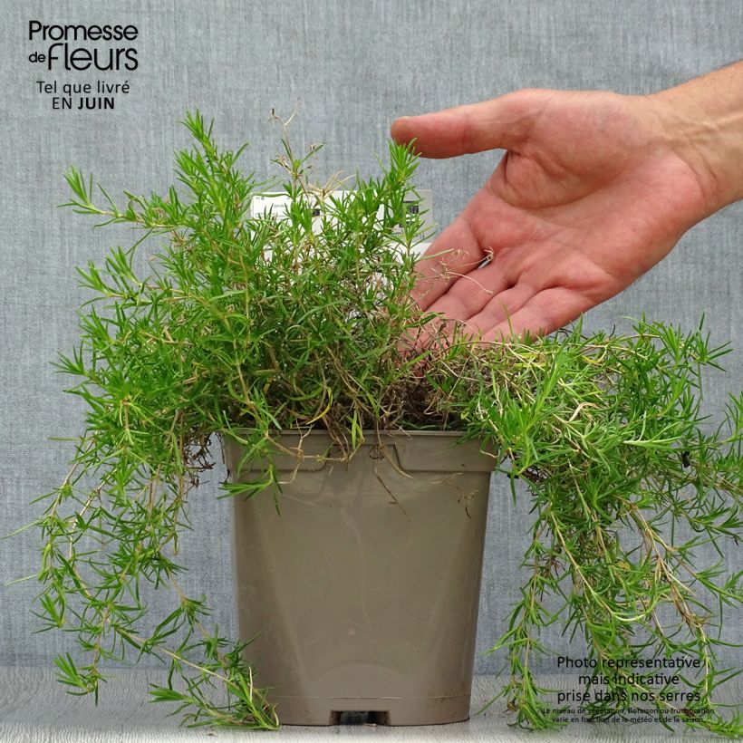 Spécimen de Phlox subulata Emerald Cushion Blue - Phlox mousse bleu clair Pot de 2L/3L tel que livré en été