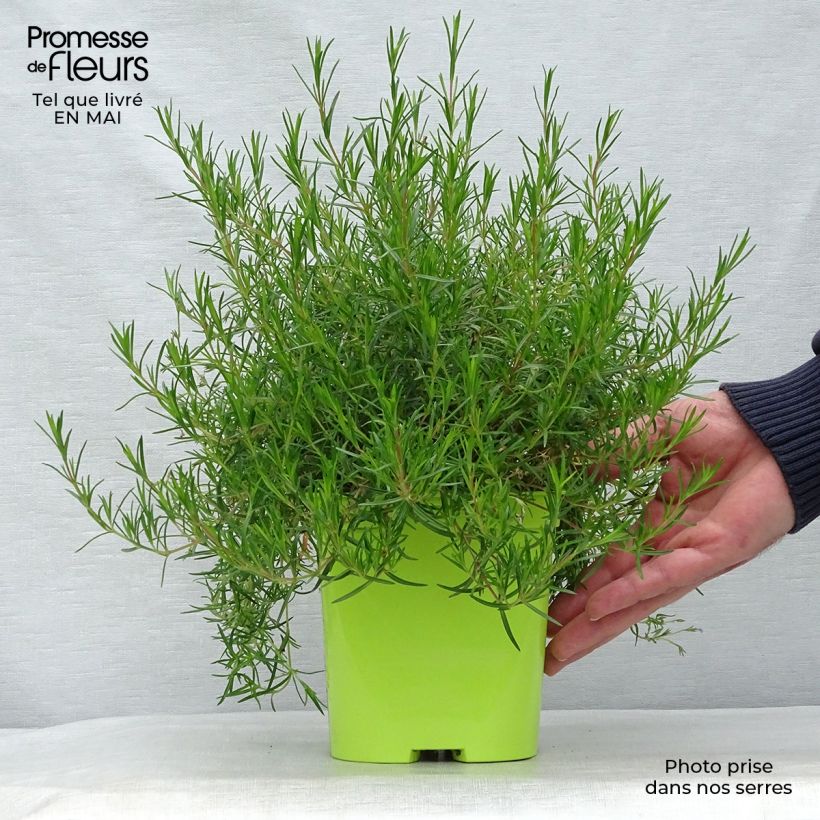 Spécimen de Phlox subulata Emerald Cushion Blue - Phlox mousse bleu clair pot de 2 litres tel que livré au printemps