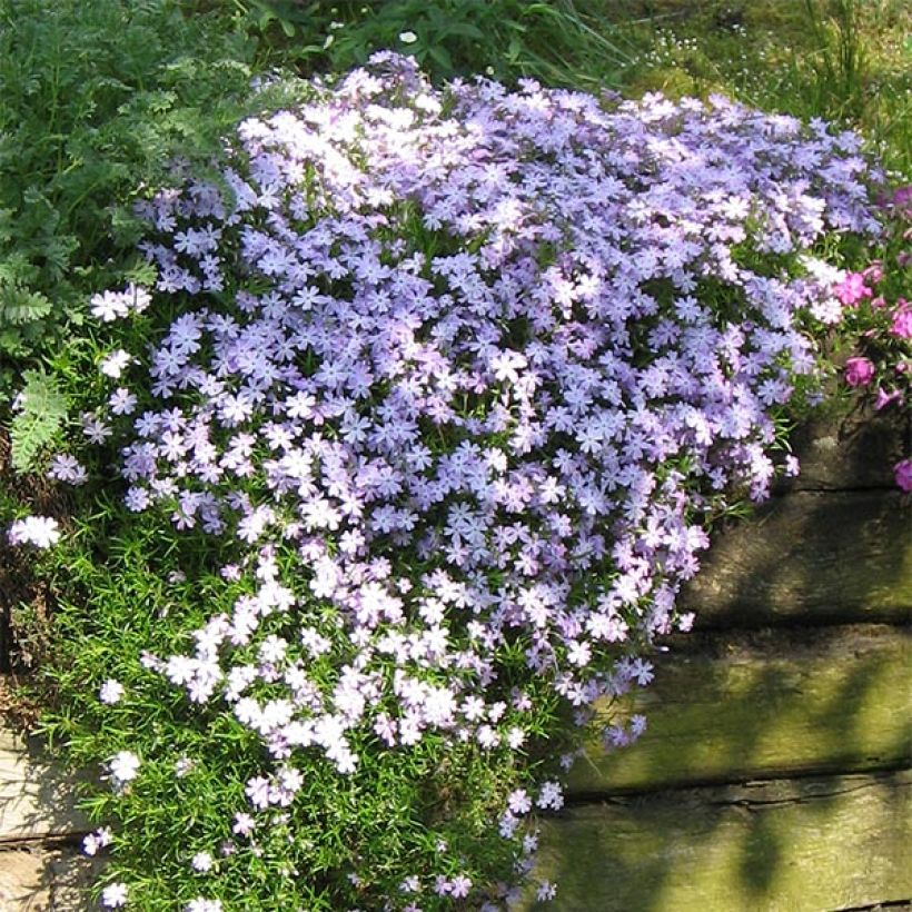 Phlox subulata Emerald Cushion Blue - Phlox mousse bleu clair (Port)