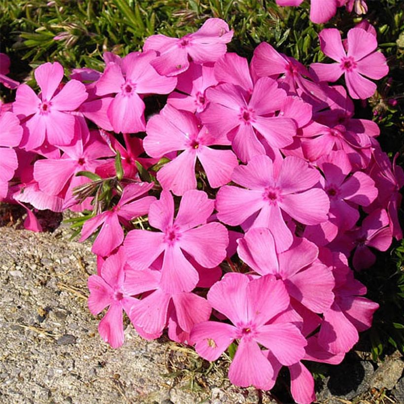 Phlox subulata McDaniel's Cushion - Phlox mousse (Floraison)