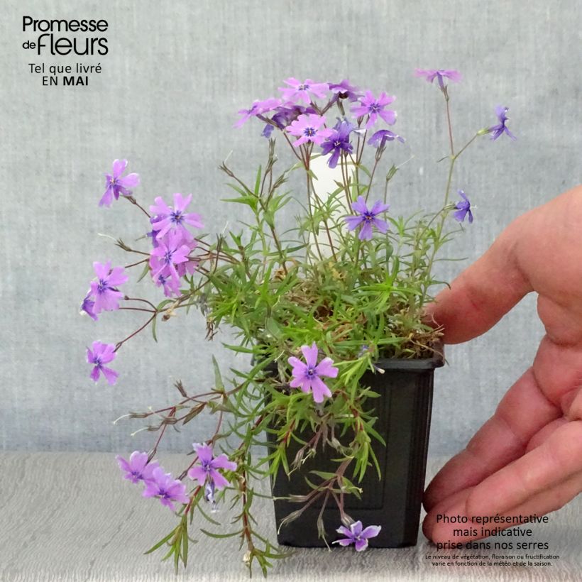 Spécimen de Phlox subulata Purple Beauty Godet de 8/9cm tel que livré au printemps