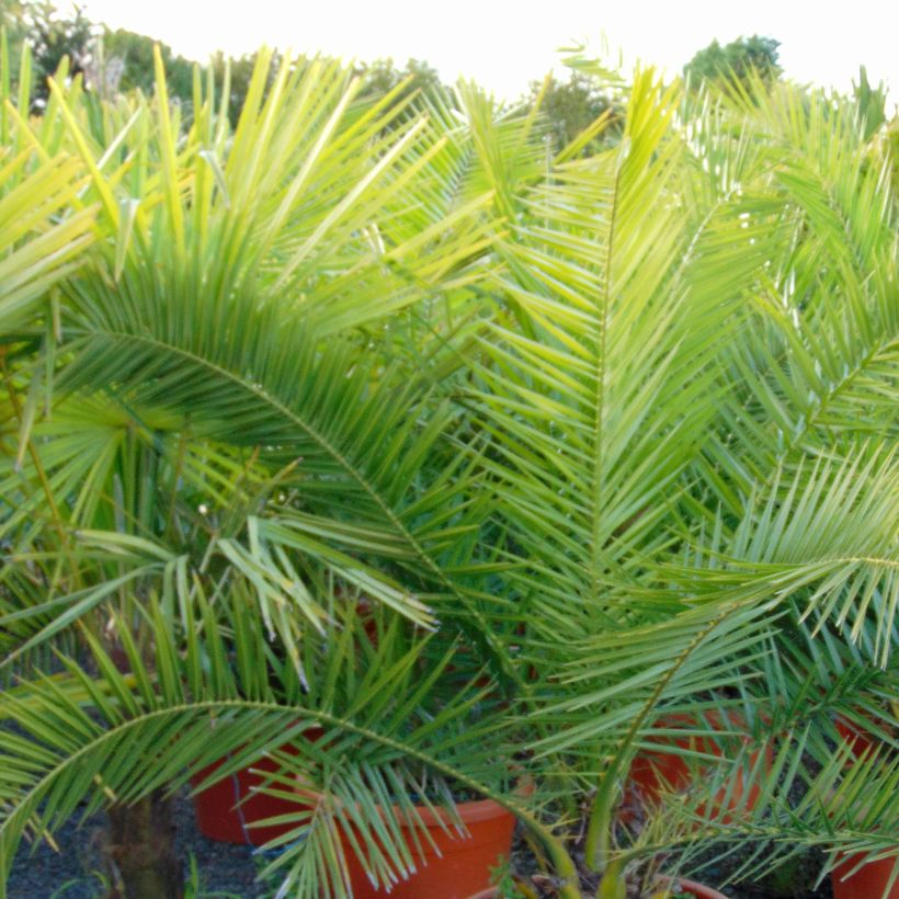 Phoenix canariensis - Palmier dattier des Canaries (Feuillage)