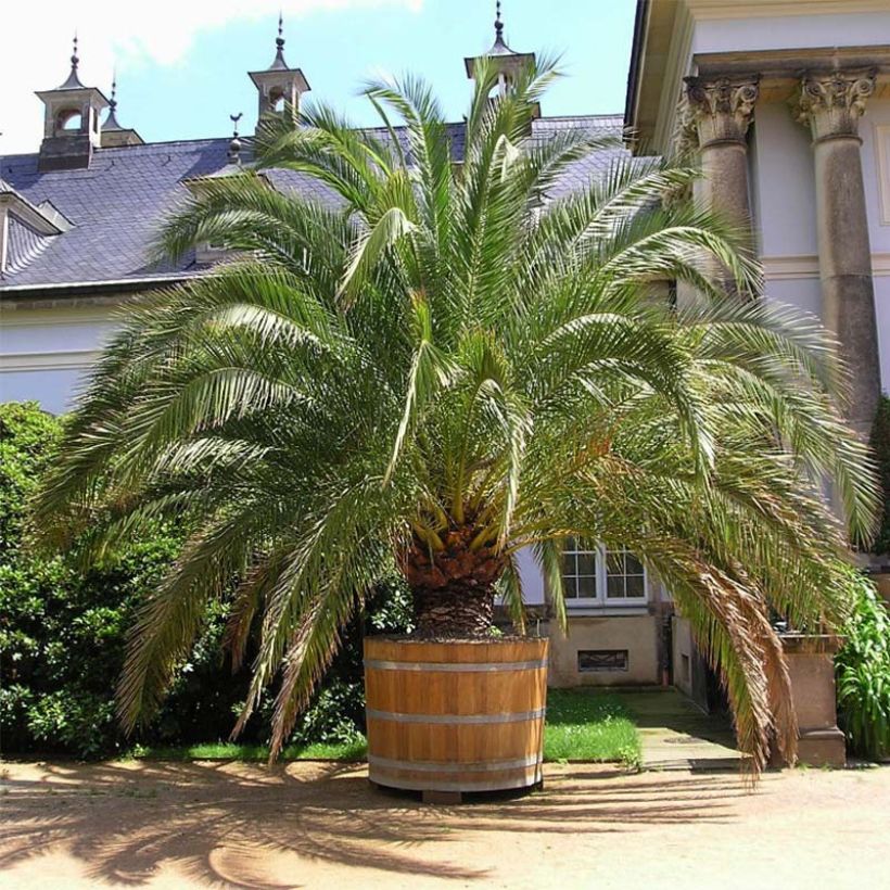 Phoenix canariensis - Palmier dattier des Canaries (Port)