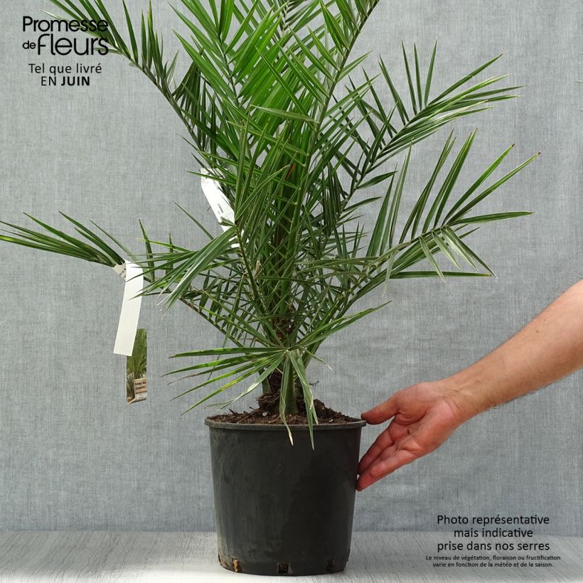 Spécimen de Phoenix canariensis - Palmier dattier des Canaries Pot de 6L/7L tel que livré en été