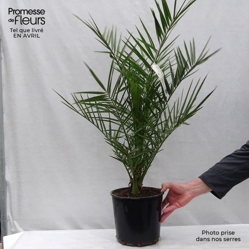 Spécimen de Phoenix canariensis - Palmier dattier des Canaries tel que livré au printemps