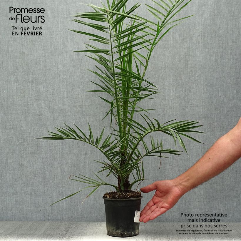 Spécimen de Phoenix canariensis - Palmier dattier des Canaries Pot de 1L/1,5L tel que livré en automne