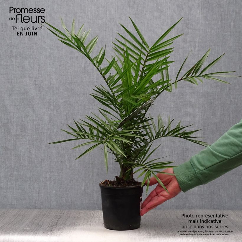 Spécimen de Phoenix canariensis - Palmier dattier des Canaries Pot de 1L/1,5L tel que livré en été