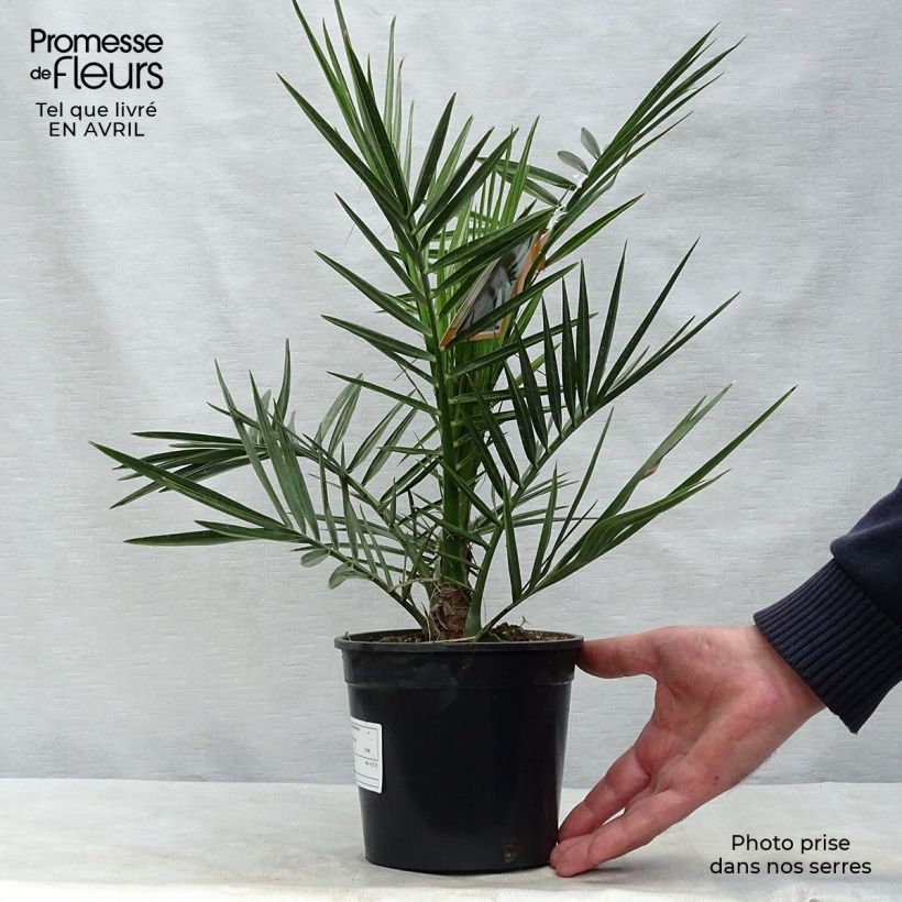 Spécimen de Phoenix canariensis - Palmier dattier des Canaries tel que livré en printemps