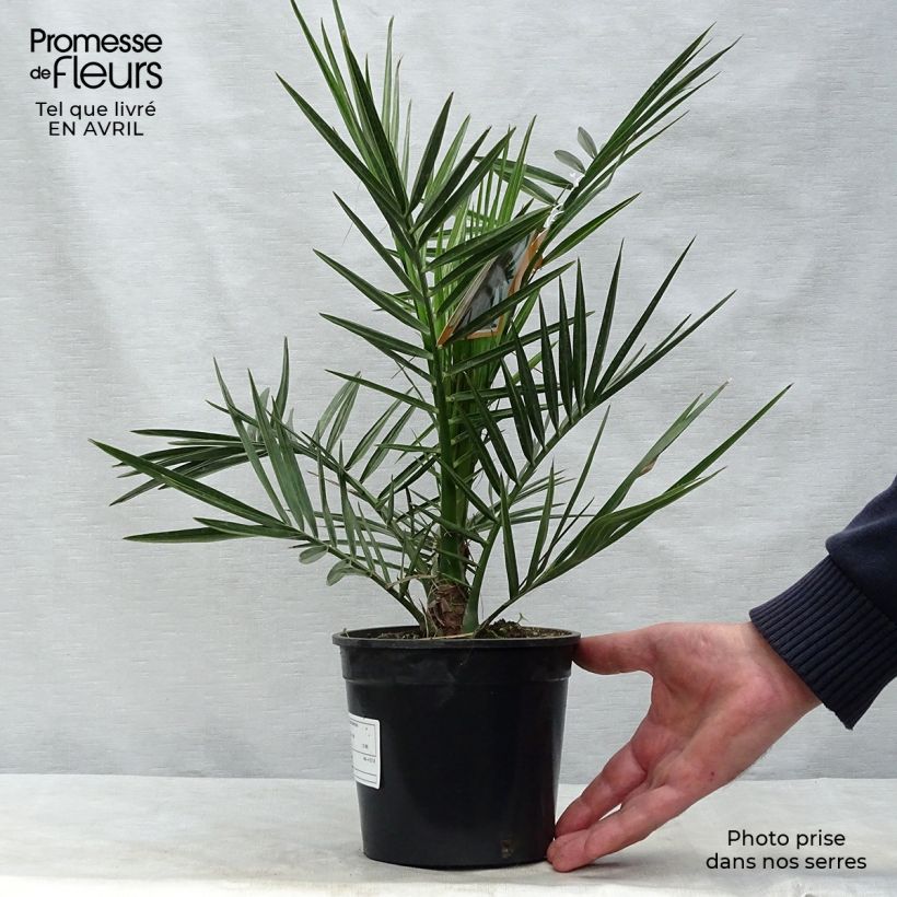Spécimen de Phoenix canariensis - Palmier dattier des Canaries pot de 1,5L tel que livré au printemps