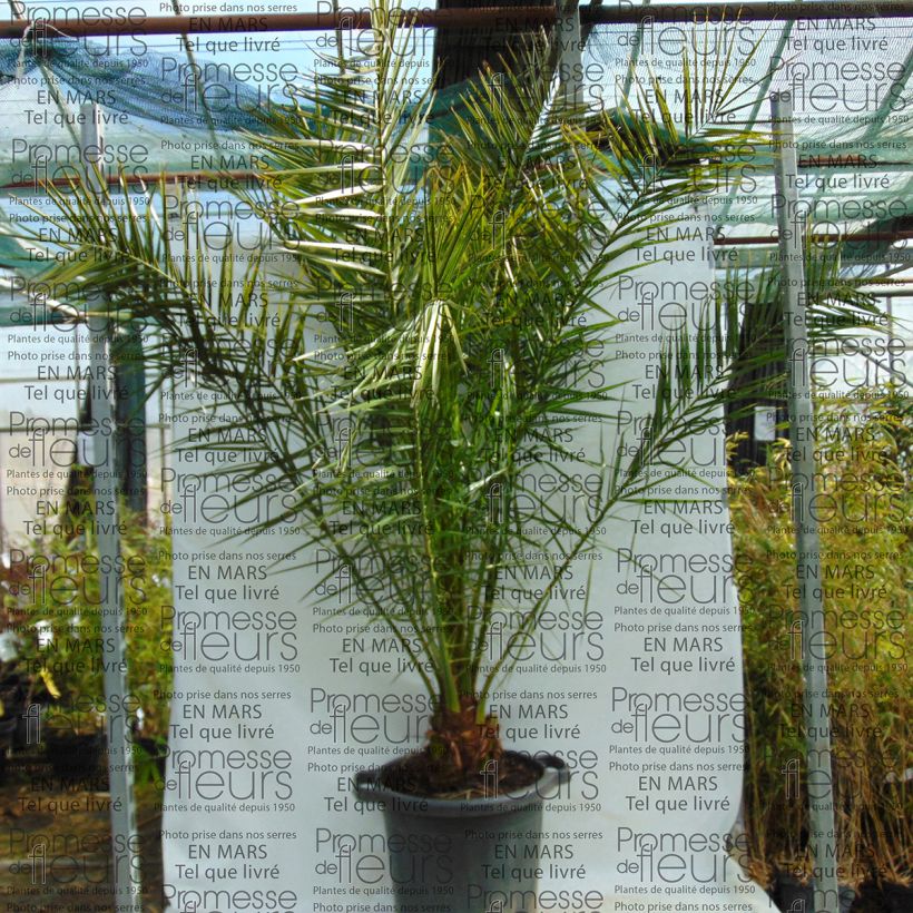 Spécimen de Phoenix canariensis - Palmier dattier des Canaries tel que livré en printemps