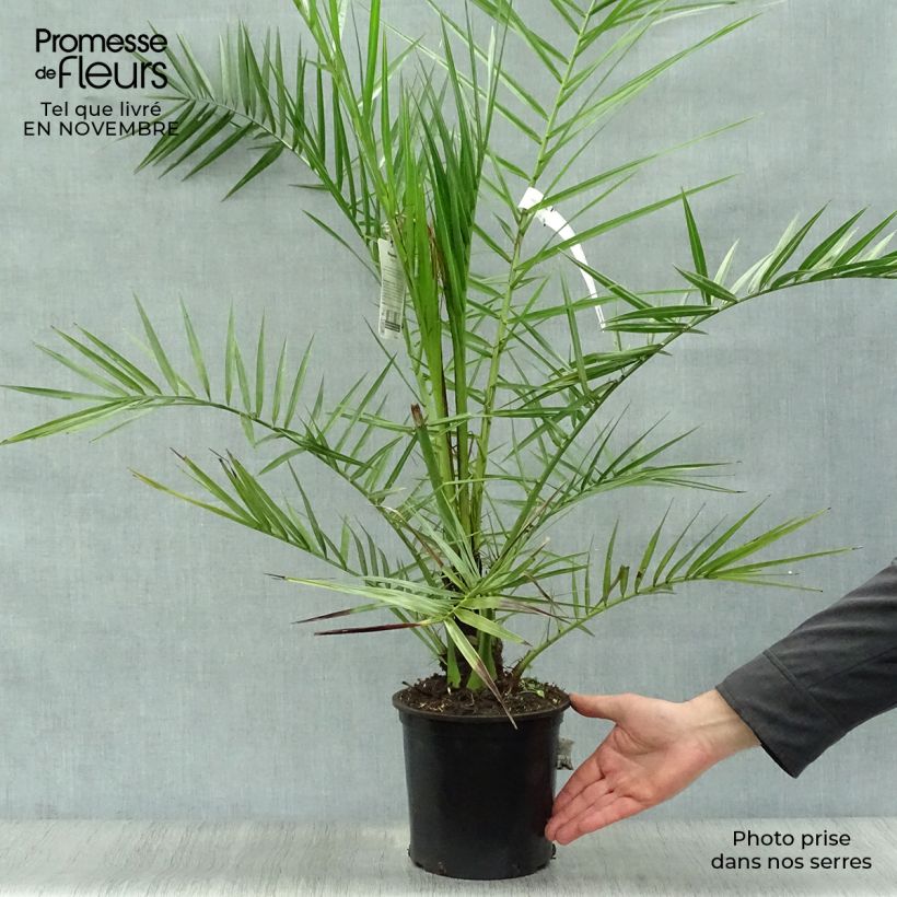 Spécimen de Phoenix canariensis - Palmier dattier des Canaries Pot de 2L/3L tel que livré en automne