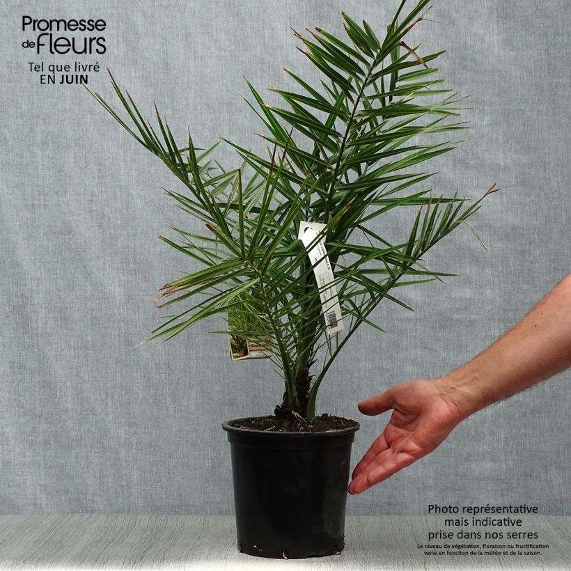 Spécimen de Phoenix canariensis - Palmier dattier des Canaries Pot de 2L/3L tel que livré en été