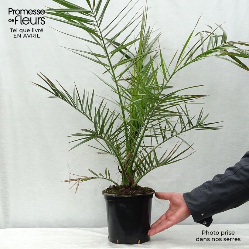 Spécimen de Phoenix canariensis - Palmier dattier des Canaries pot de 3L tel que livré au printemps