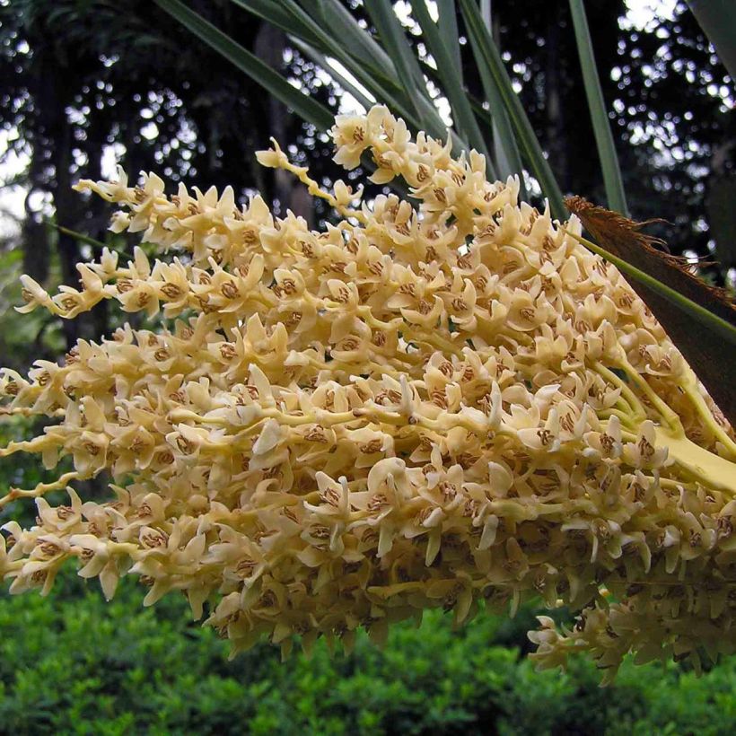 Phoenix dactylifera - Palmier-dattier (Floraison)