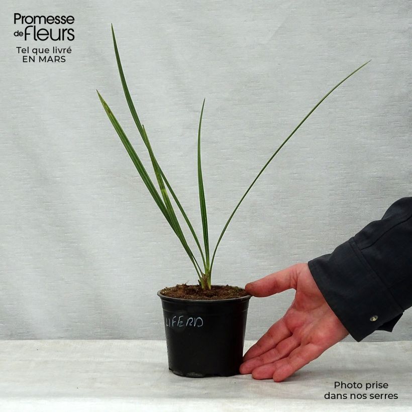 Spécimen de Phoenix dactylifera - Palmier-dattier en pot de 12 cm tel que livré au printemps