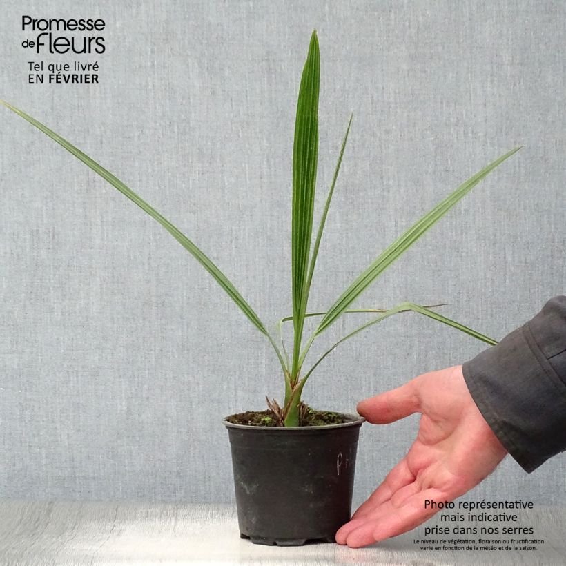 Spécimen de Phoenix dactylifera - Palmier-dattier Pot de 12 cm / 13 cm tel que livré en hiver