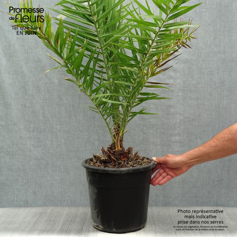 Spécimen de Phoenix dactylifera - Palmier-dattier en pot de 7.5L/10L tel que livré en été