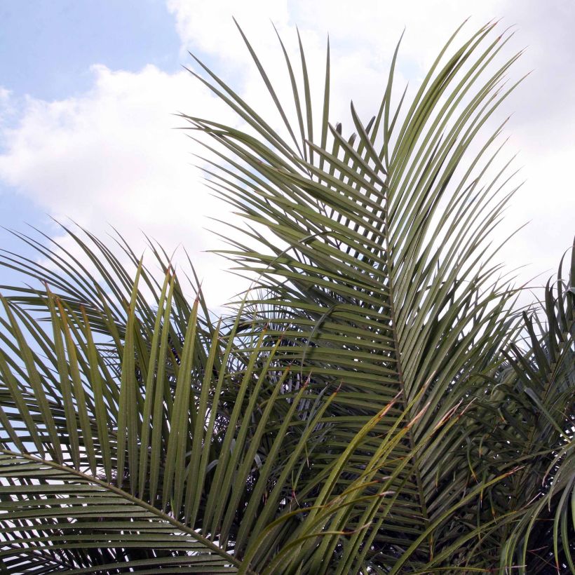 Phoenix roebelinii - palmier dattier nain (Feuillage)