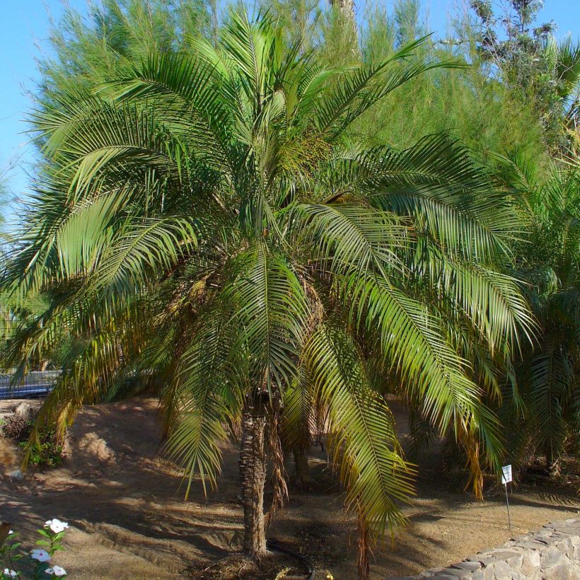 Phoenix roebelinii - palmier dattier nain (Port)