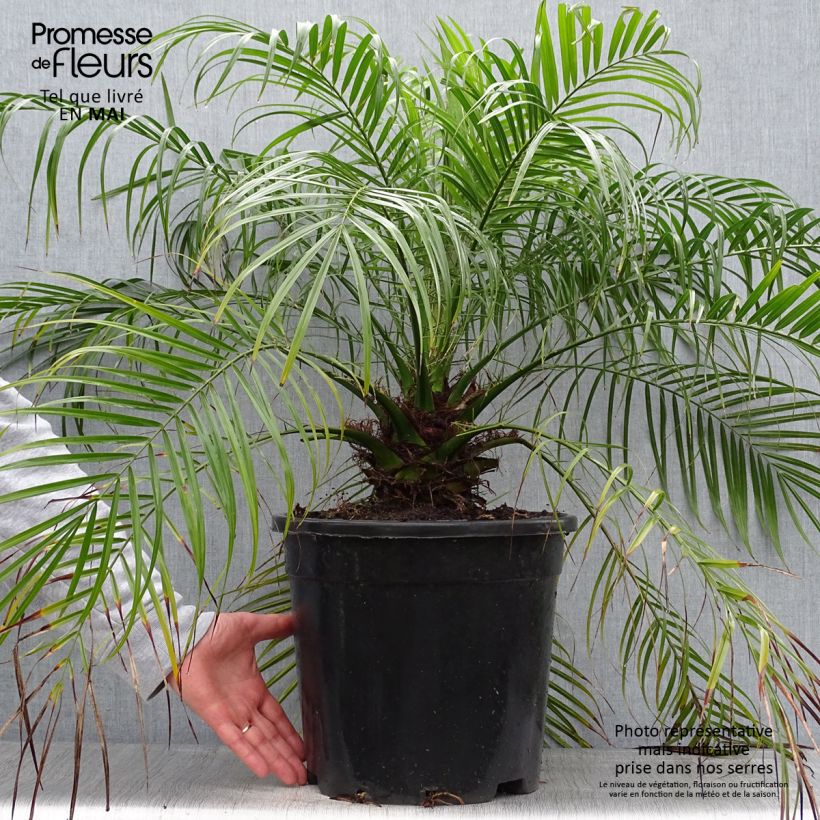 Spécimen de Phoenix roebelinii - palmier dattier nain tel que livré au printemps