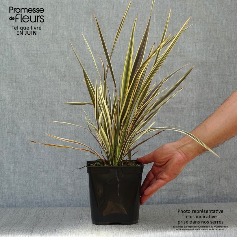 Spécimen de Phormium Alison Blackman - Lin de Nouvelle-Zélande Pot de 3L/4L tel que livré en été