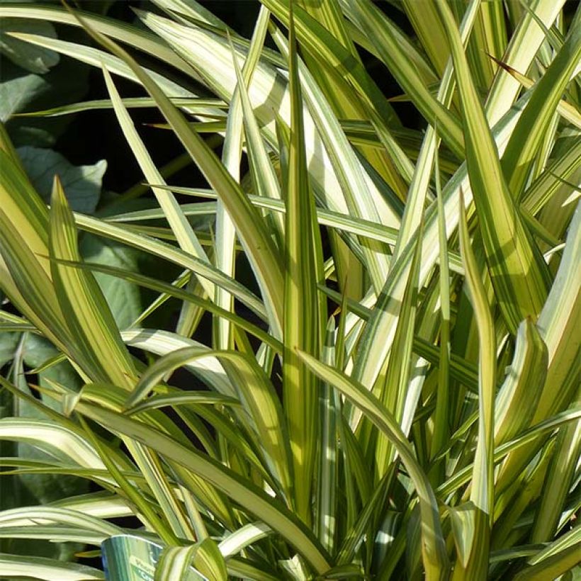 Phormium Cream Delight - Lin des montagnes. (Feuillage)