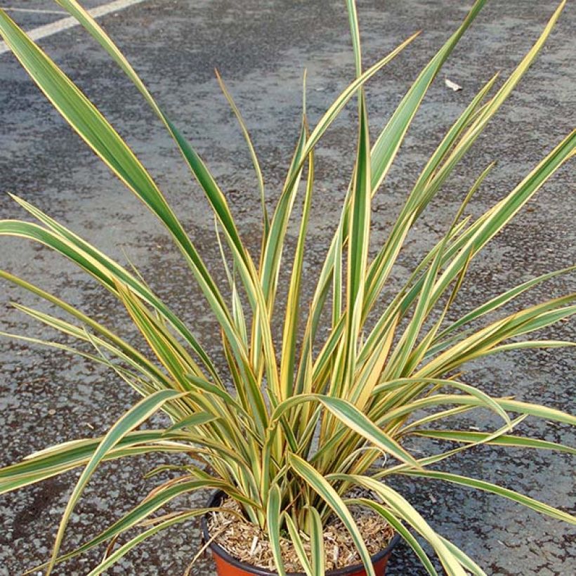 Phormium Cream Delight - Lin des montagnes. (Port)