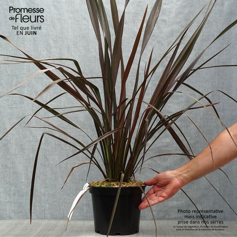 Spécimen de Phormium Dark Delight - Lin de Nouvelle-Zélande Pot de 4L/5L tel que livré en été