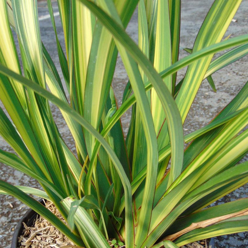 Phormium Golden Ray - Lin de Nouvelle-Zélande (Feuillage)