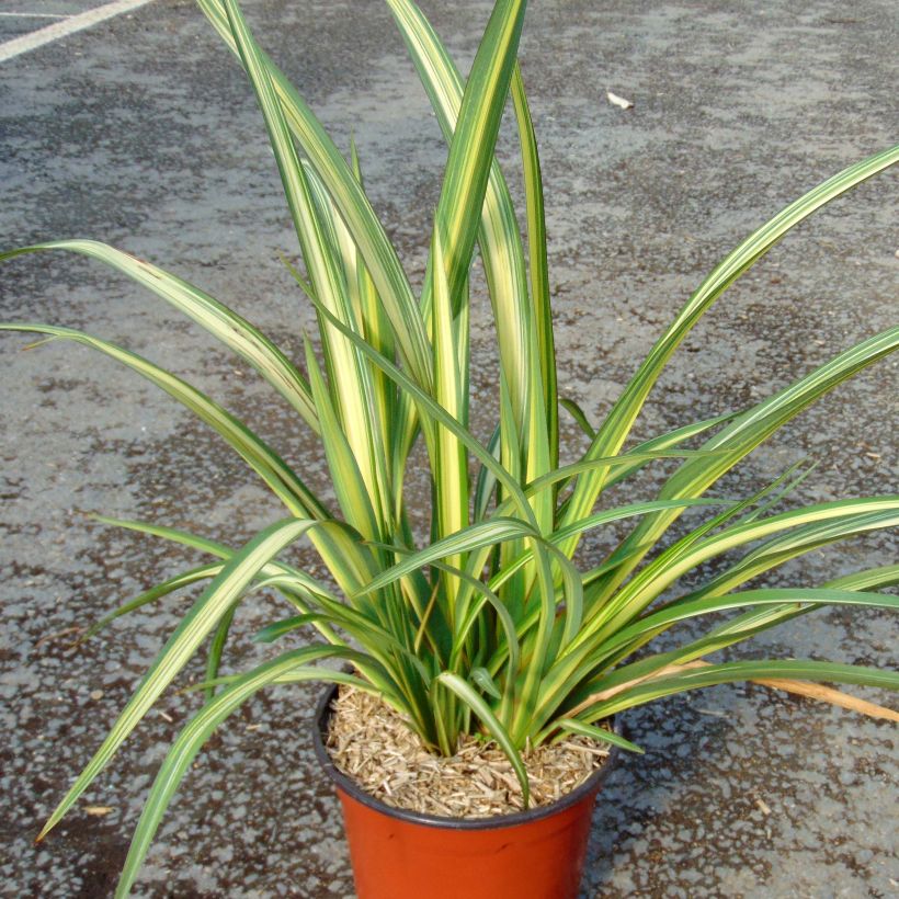 Phormium Golden Ray - Lin de Nouvelle-Zélande (Port)