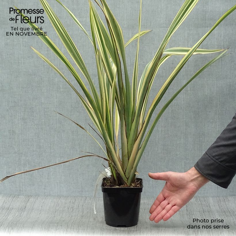 Spécimen de Phormium Golden Ray - Lin de Nouvelle-Zélande tel que livré en automne