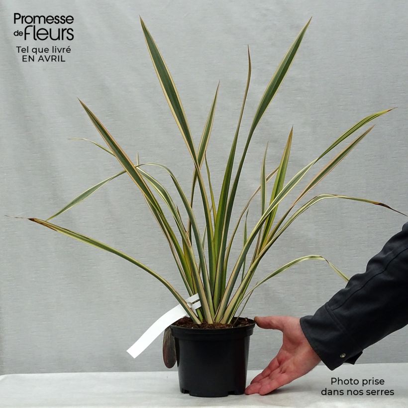 Spécimen de Phormium Golden Ray - Lin de Nouvelle-Zélande en pot de 2L/3L tel que livré au printemps