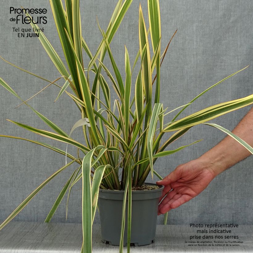 Spécimen de Phormium Golden Ray - Lin de Nouvelle-Zélande Pot de 2L/3L tel que livré en été