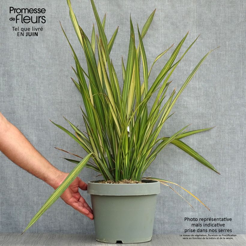 Spécimen de Phormium Golden Ray - Lin de Nouvelle-Zélande tel que livré en ete
