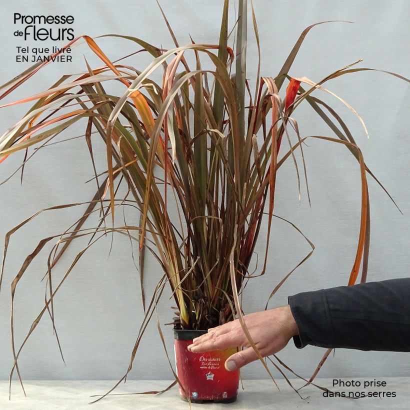 Spécimen de Phormium Jack Spratt - Lin de Nouvelle-Zélande Pot de 2L/3L tel que livré en hiver