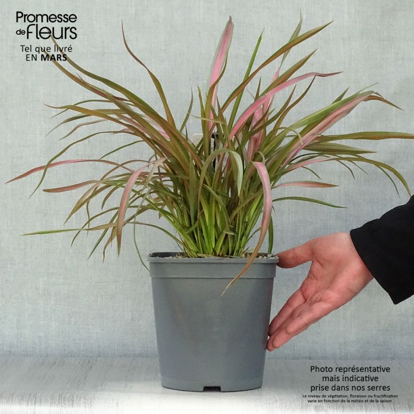 Spécimen de Phormium Jester - Lin de Nouvelle-Zélande en pot de 3L/4L tel que livré au printemps