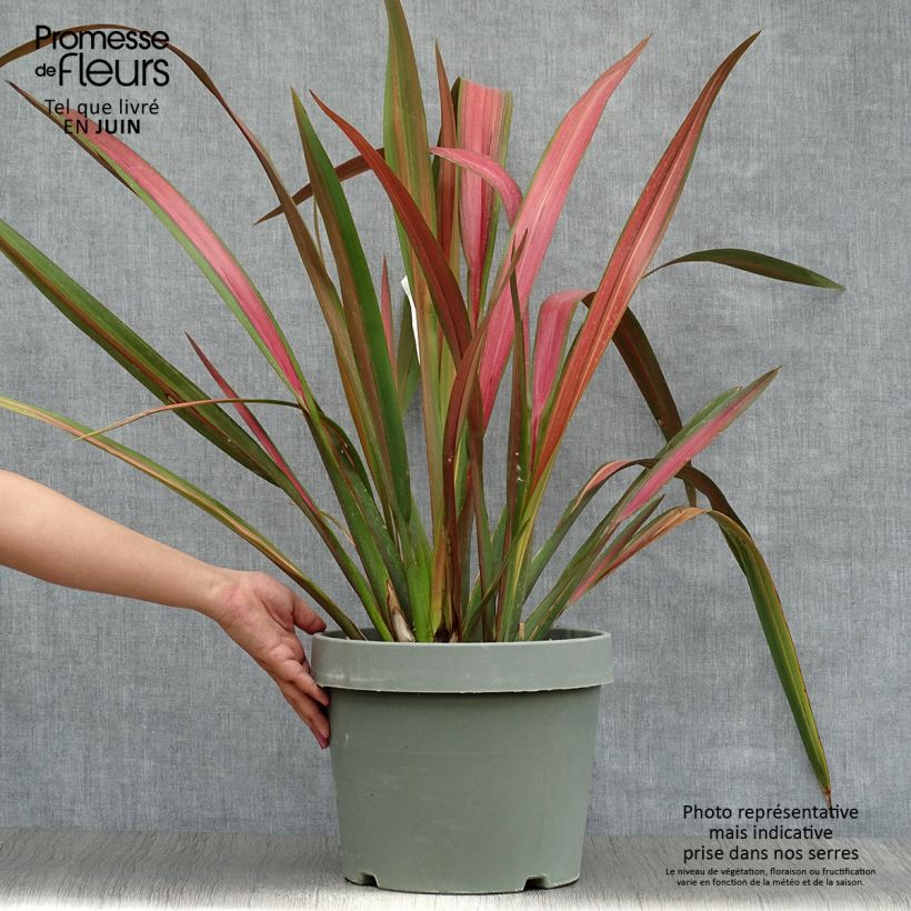 Spécimen de Phormium Jester - Lin de Nouvelle-Zélande Pot de 7,5L/10L tel que livré en été