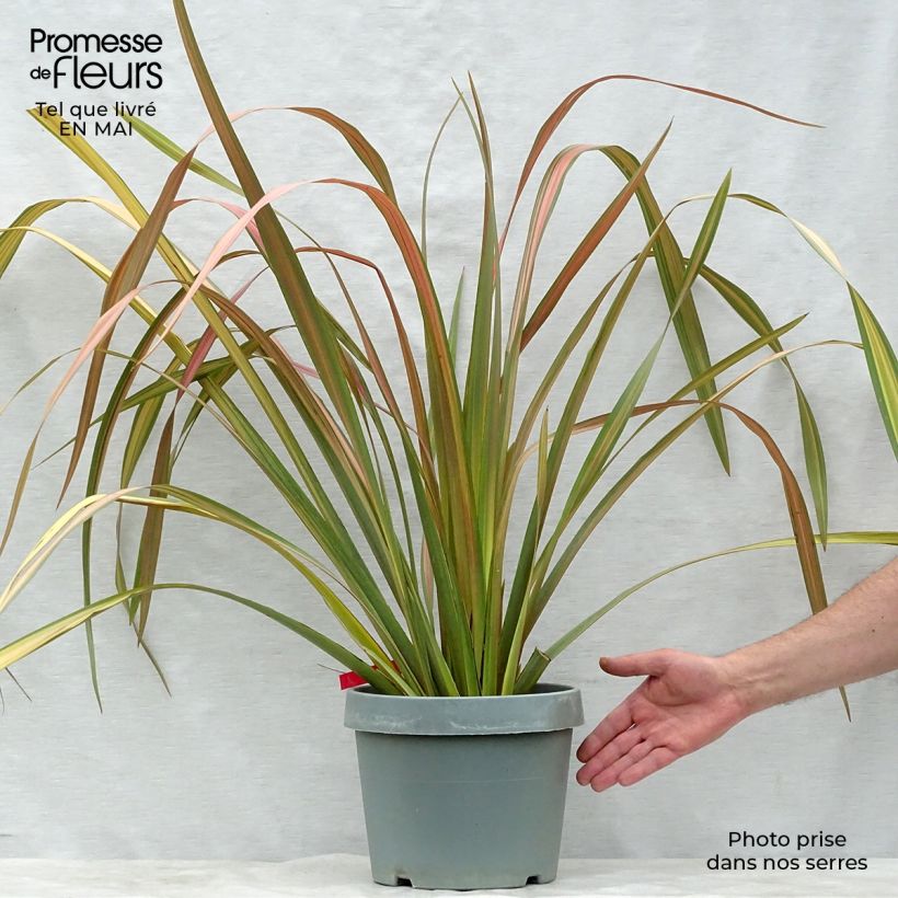 Spécimen de Phormium Jester - Lin de Nouvelle-Zélande en pot de 7,5L/10L tel que livré au printemps