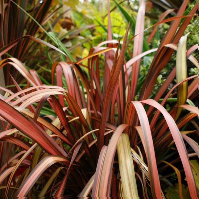 Phormium Pink Panther - Lin de Nouvelle-Zélande  (Feuillage)