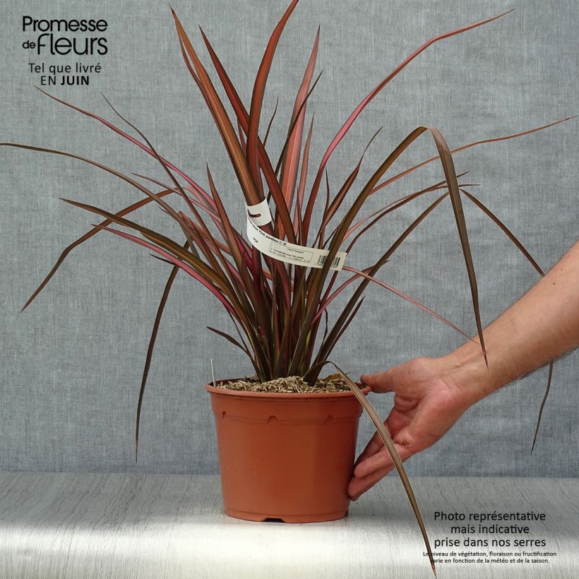 Spécimen de Phormium Pink Panther - Lin de Nouvelle-Zélande  Pot de 2L/3L tel que livré en été