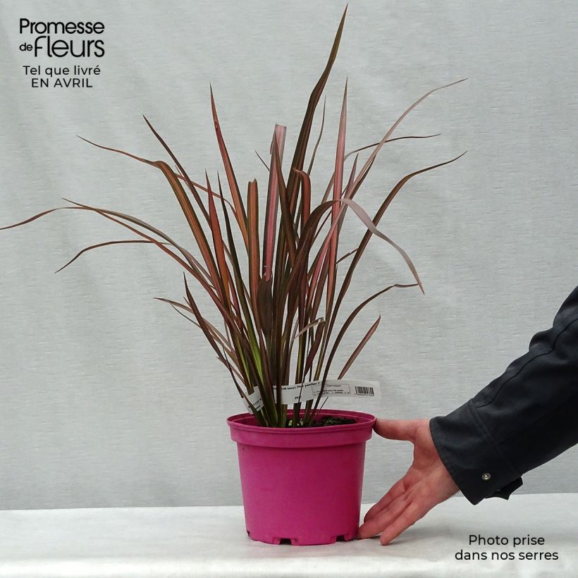 Spécimen de Phormium Pink Panther - Lin de Nouvelle-Zélande en pot de 2L/3L tel que livré au printemps
