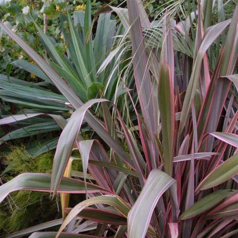 Phormium  Pink Stripe - Lin de Nouvelle-Zélande  (Port)